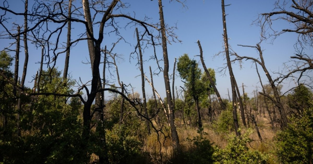 Mégafeux en France : une leçon pour le Cameroun sur la gestion des catastrophes naturelles
